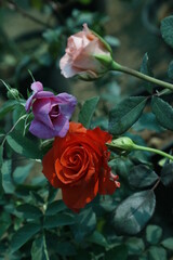 Beautiful Rose Flower Garden- Natural