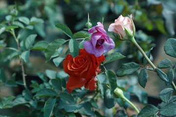 Beautiful Rose Flower Garden- Natural