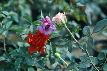 Beautiful Rose Flower Garden- Natural