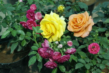 Beautiful Rose Flower Garden- Natural