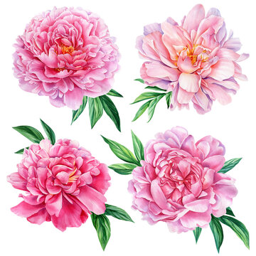 Peonies flowers and leaves isolated on white background, floral design elements, watercolor drawing
