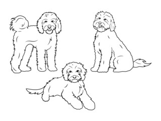 Set of dog breeds Goldendoodle. Collection of portraits fluffy Goldendoodle dogs. Black and white of illustration a cute pets. Tattoo Groodle.