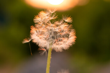 close up of a dandelion