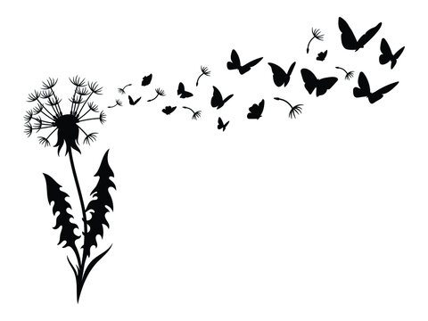 Illustration of dandelion with flying seeds. Silhouette of fluffy flower  with flying butterflies. Nature decorative design. Summer field plants. Black and white illustration of a flower. 
