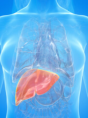 3d rendered illustration of the female liver