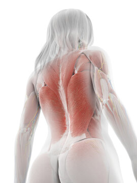 3d rendered illustration of the female muscles
