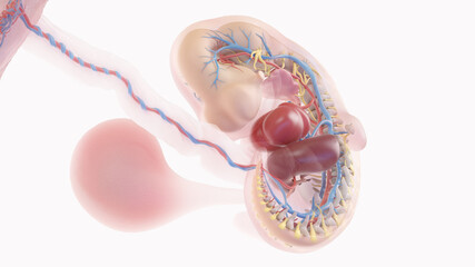 3d rendered medically accurate illustration of a human embryo anatomy - week 6