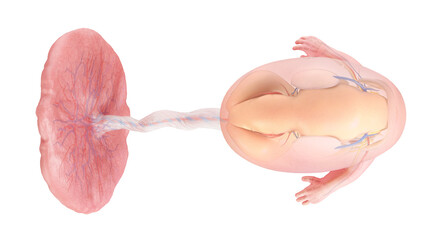 3d rendered medically accurate illustration of a human fetus anatomy - week 9