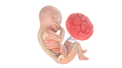 3d rendered medically accurate illustration of a human fetus anatomy - week 34