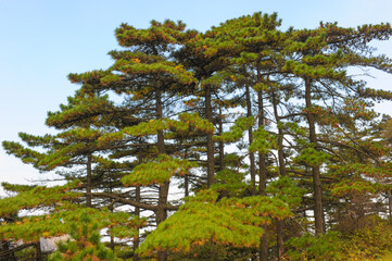 Vegetation, Pine Tree, Forest Landscape in Huangshan Mountain, China