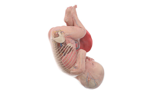 3d rendered medically accurate illustration of a human fetus anatomy - week 41