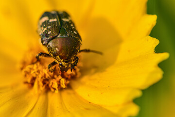 Insects Habitating in Wild Plants: Close-up of Little Blue and White Turtle Beetle
