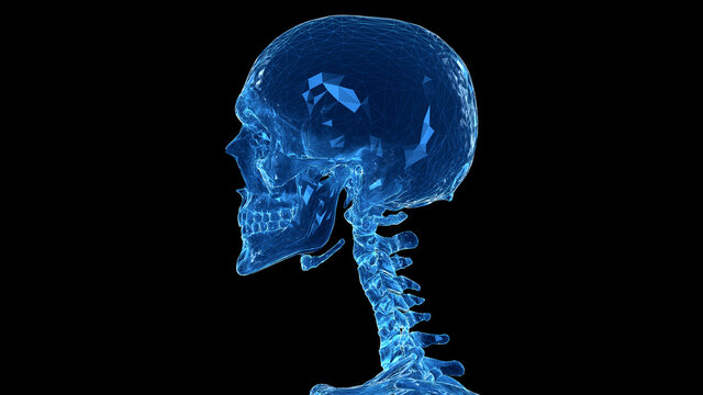 3d rendered illustration of the human skull