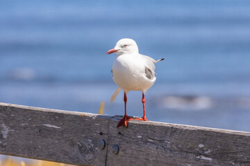 seagull on the pier