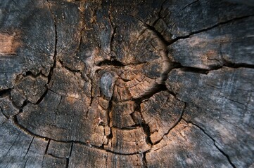 The old one cut the logs close-up. The texture of the log cut with cracks and concentric rings of age in the nature