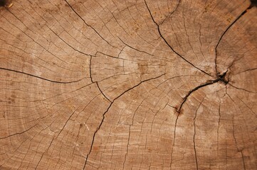 Fototapeta premium The old one cut the logs close-up. The texture of the log cut with cracks and concentric rings of age in the nature