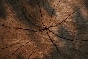 The old one cut the logs close-up. The texture of the log cut with cracks and concentric rings of age in the nature