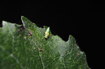 Various insects and wild plants inhabiting wild plants