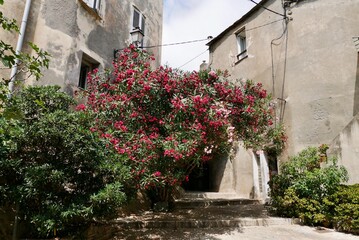Fototapeta na wymiar Traditional old stone houses in Erbalunga, charming seaside village in Cap Corse, Corsica, France.