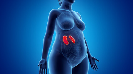 3d rendered illustration of an obese womans kidneys