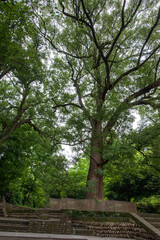 Tall Ancient Camphor Trees, Wuyuan County, Jiangxi Province, China