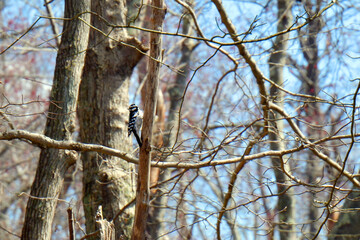 woodpecker on tree