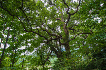 Tall Ancient Camphor Trees, Wuyuan County, Jiangxi Province, China