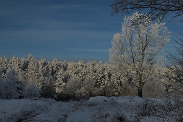 snow covered trees