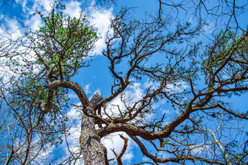 tree with sky