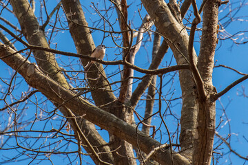 bird on a tree