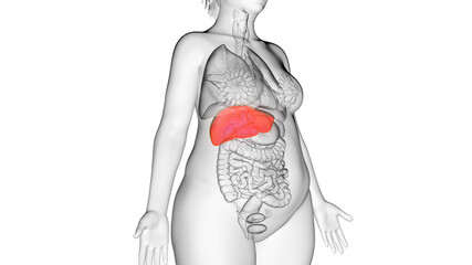3d rendered illustration of an obese womans liver