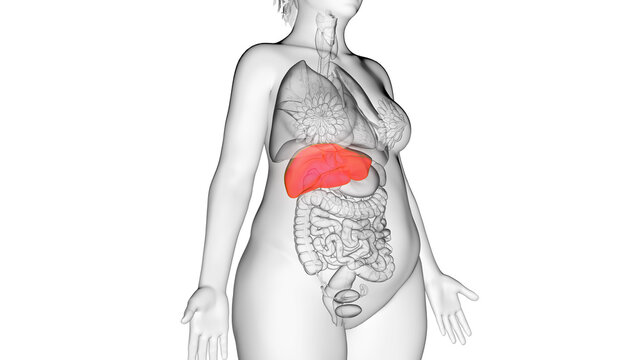 3d rendered illustration of an obese womans liver