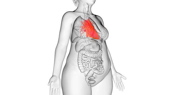 3d rendered illustration of an obese womans heart