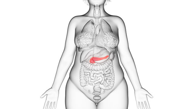 3d rendered illustration of an obese womans pancreas