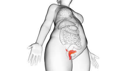 3d rendered illustration of an obese womans uterus