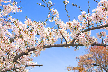 花咲く桜の枝が空を渡る