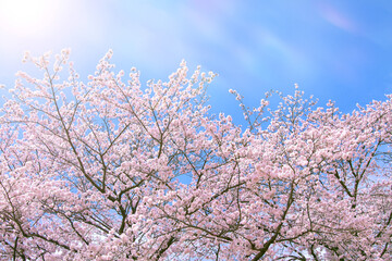 桜に降り注ぐ暖かな春の光