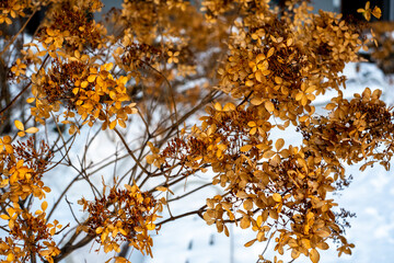 golden autumn leaves