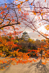 autumn in the park