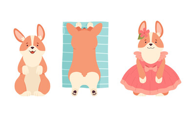 Welsh Corgi with Short Legs and Brown Coat Sitting and Wearing Dress Vector Set