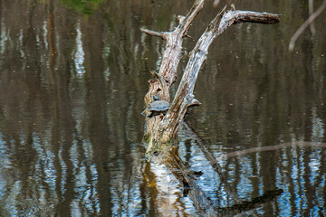 tortilla  in the woods