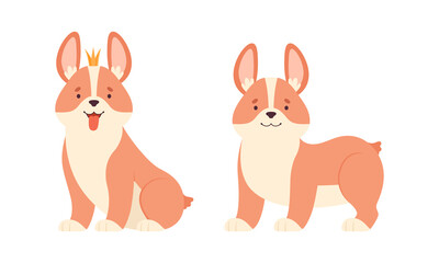Welsh Corgi with Short Legs and Brown Coat Sitting and Standing Vector Set
