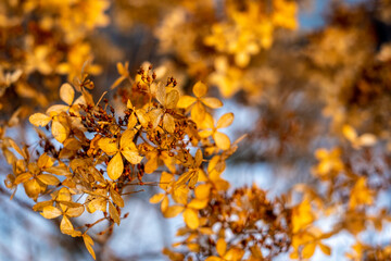 yellow autumn leaves