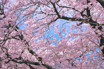 ピンクの桜の木と青空