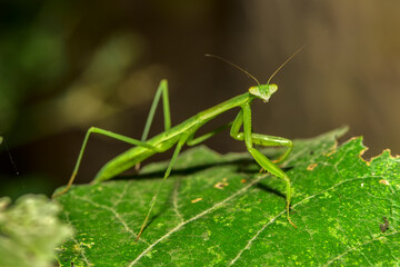 Insects inhabiting wild plants