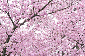 ピンクの桜の木と白背景