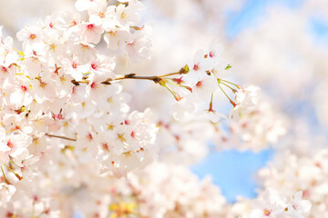 白い桜の花に青空が溶け込む