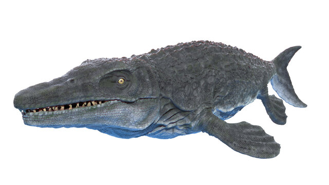 Fototapeta 3d rendered illustration of a Mosasaurus
