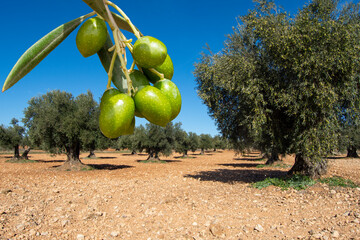 Olivar mediterraneo español con aceitunas