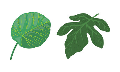 Tropical Leaf on Stem as Exotic Flora Vector Illustration Set